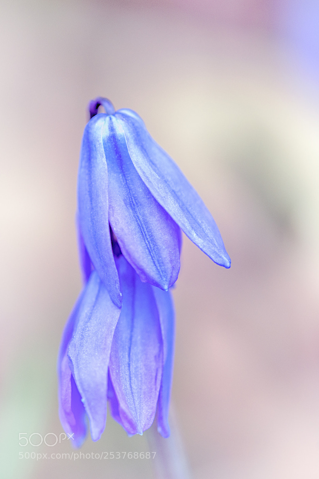 Sony SLT-A99V sample photo. Just beauty photography