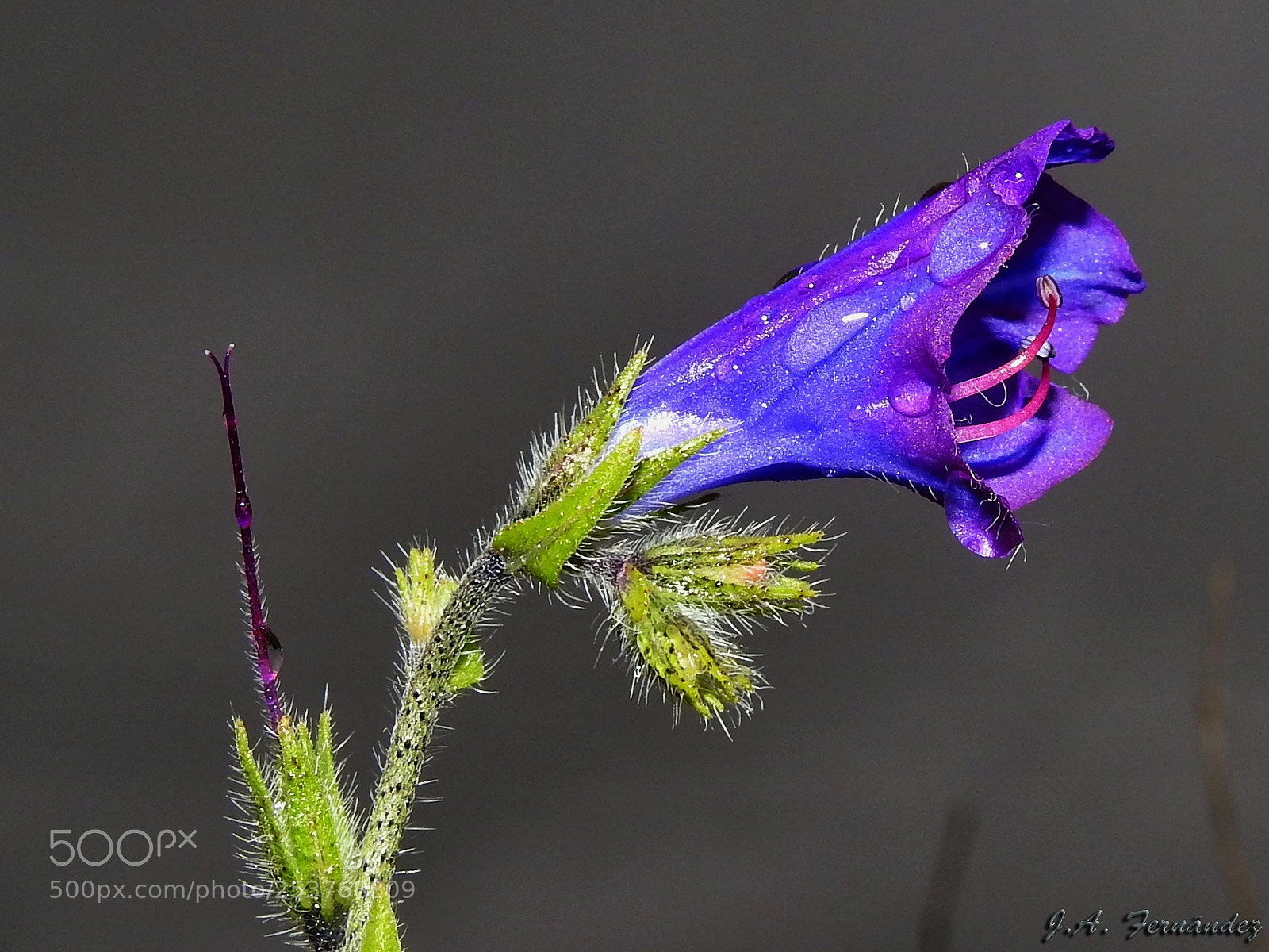 Nikon Coolpix P900 sample photo. Vivorera (echium vulgare) photography