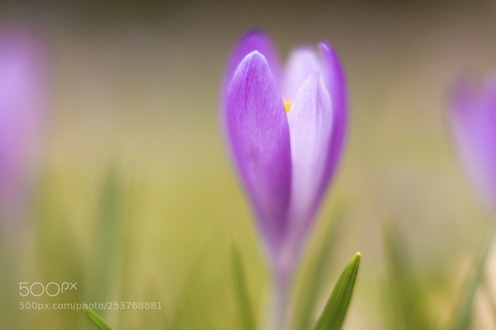 Nikon D7100 sample photo. Crocus photography