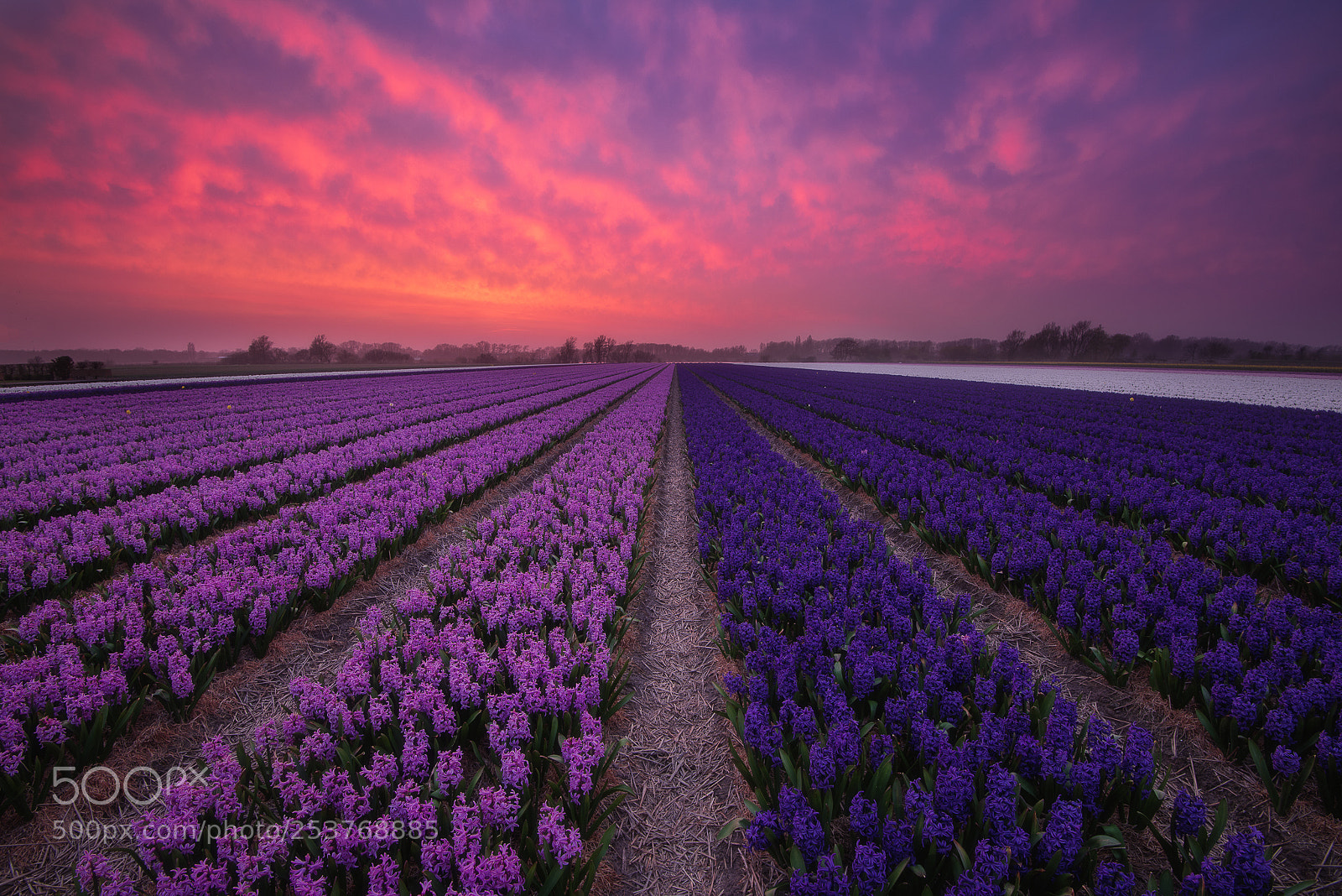 Nikon D810 sample photo. Hyacinths on fire photography