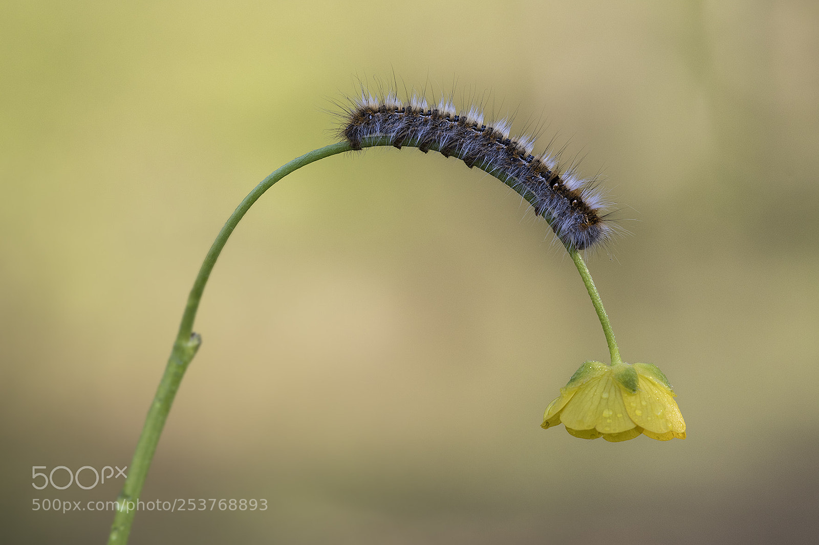 Canon EOS 7D Mark II sample photo. Caterpillar photography