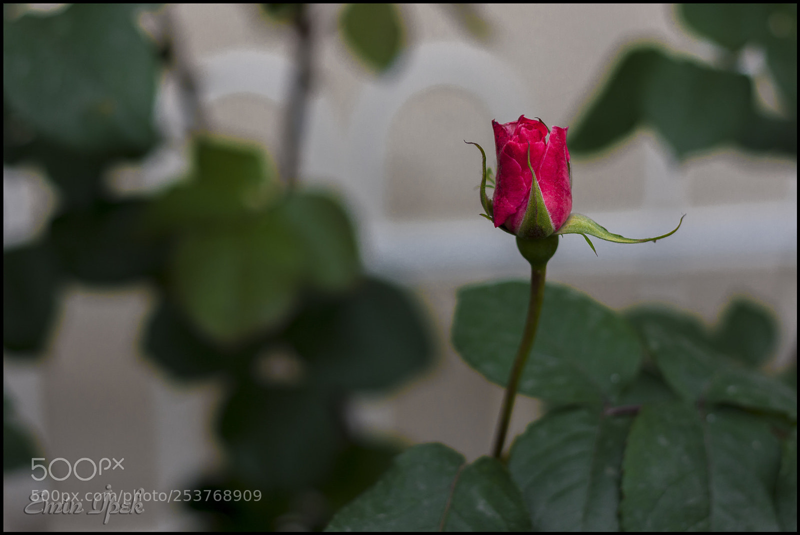 Canon EOS 40D sample photo. Rose photography