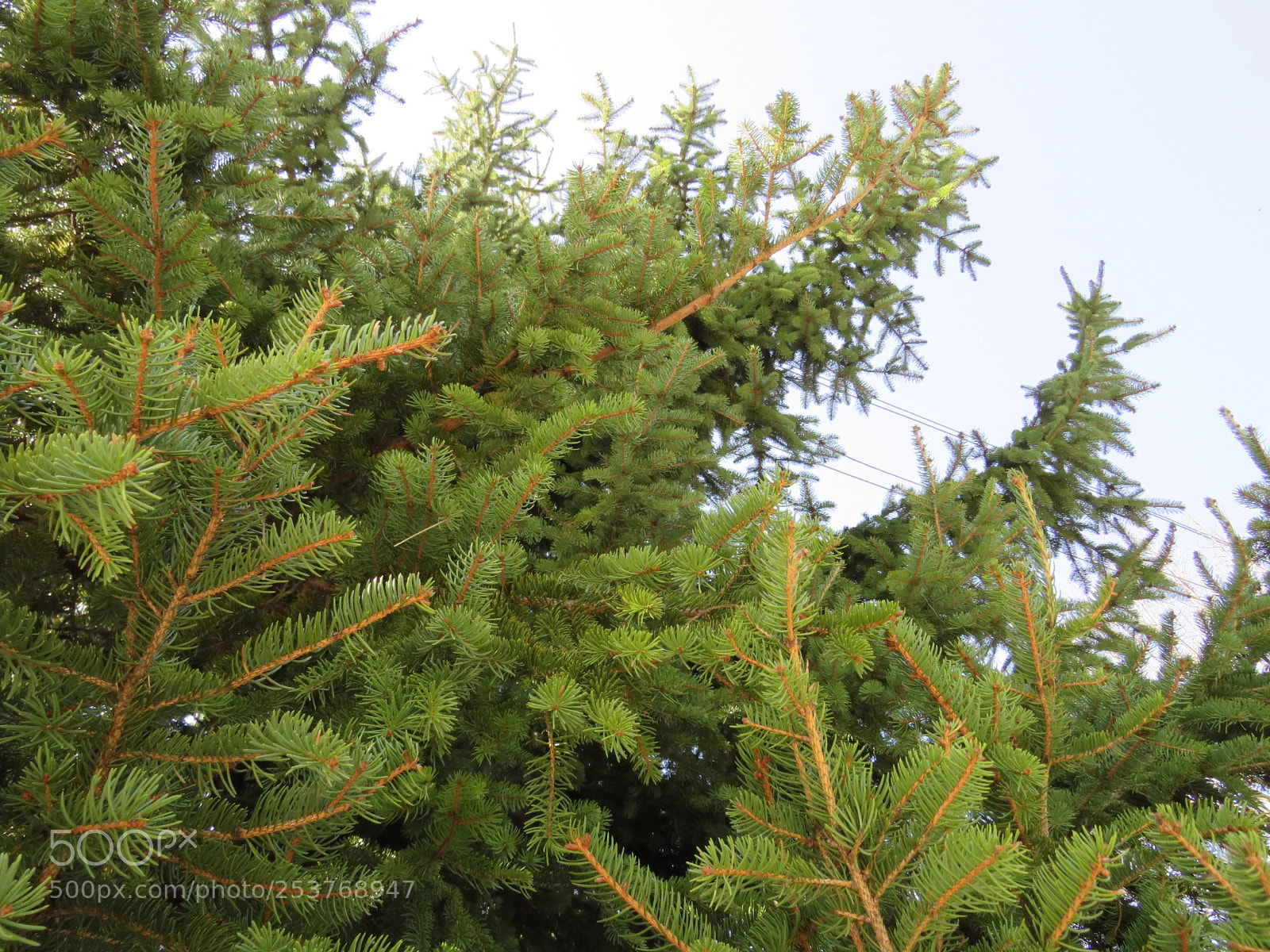 Canon PowerShot SX540 HS sample photo. Tree photography