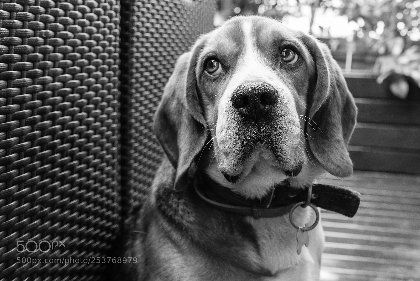 Panasonic Lumix DMC-LX100 sample photo. My name is toby... photography