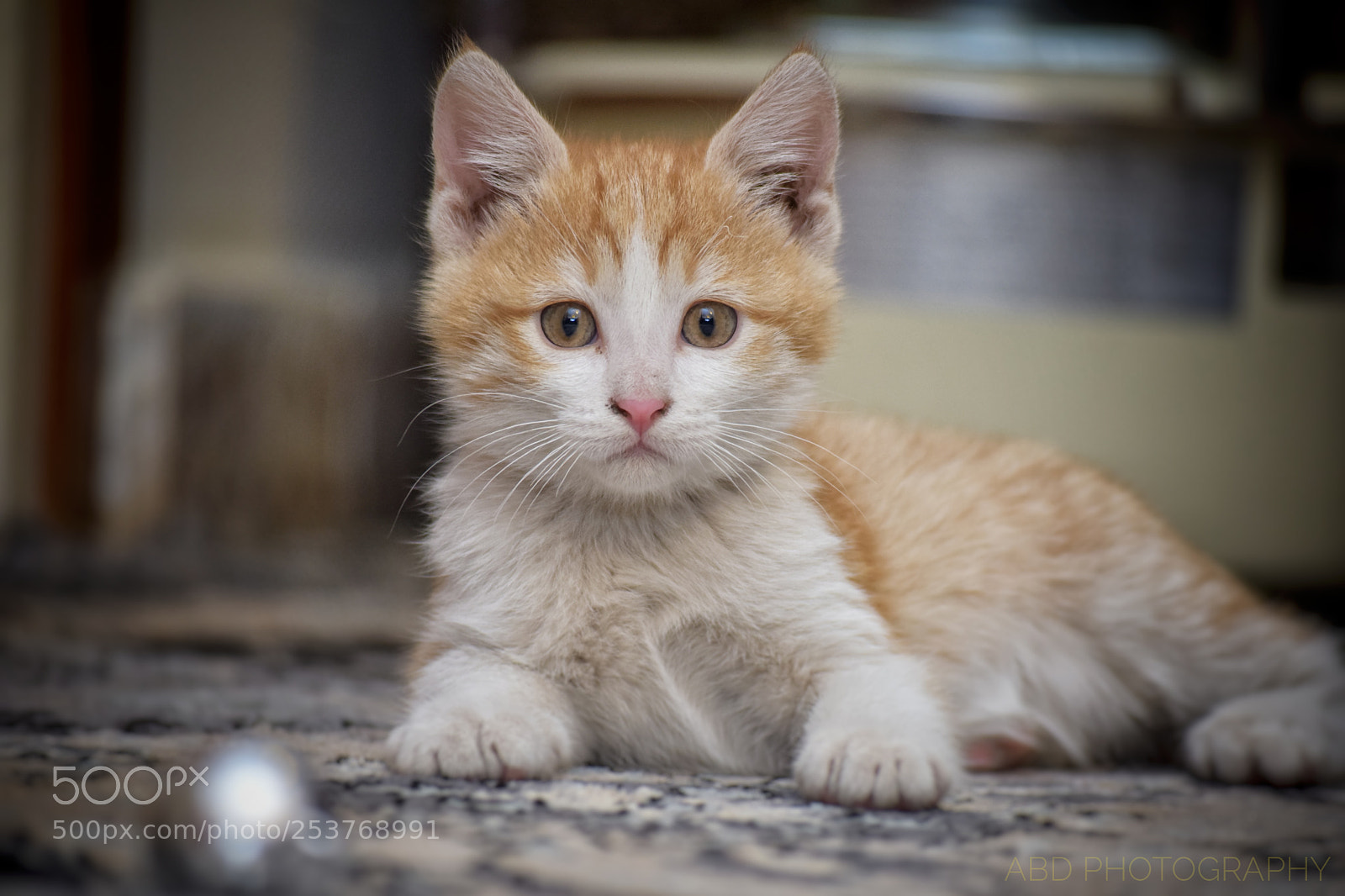 Nikon D5300 sample photo. Baby cat photography