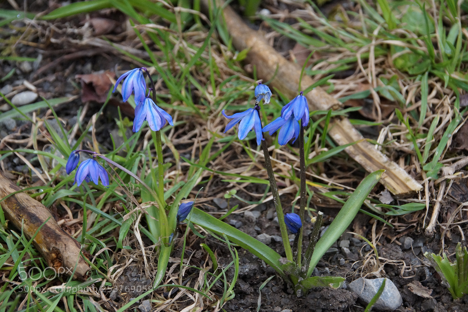 Sony SLT-A58 sample photo. Scilla spring photography