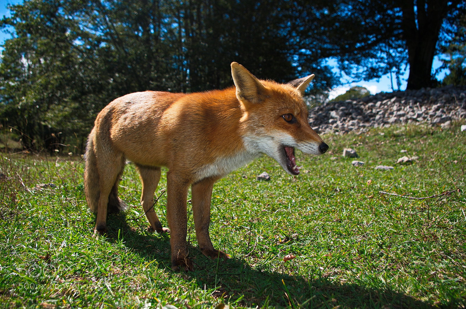 Pentax K20D sample photo. Red fox 6 photography