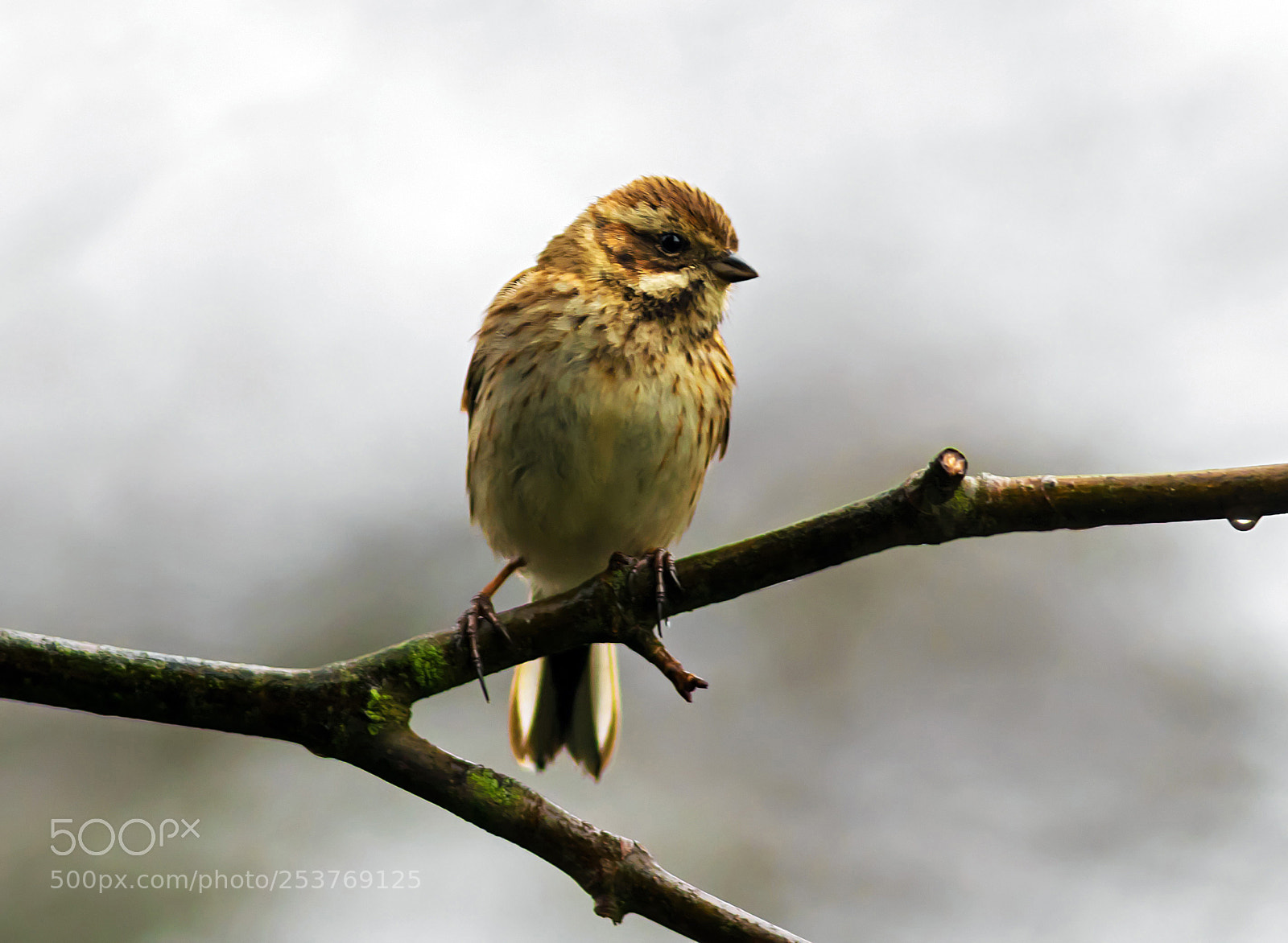 Canon EOS 7D Mark II sample photo. Female reed bunting revisited photography