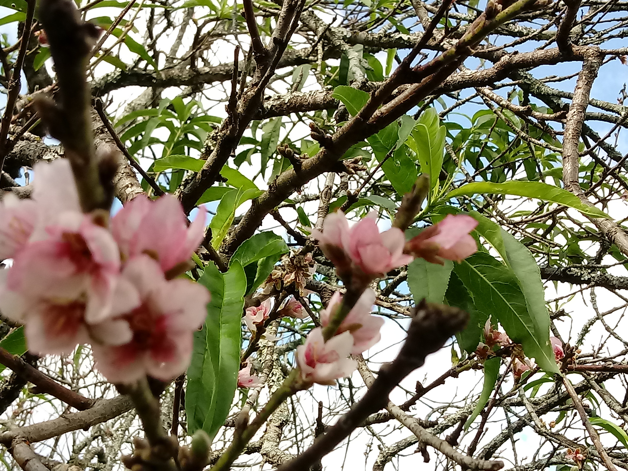LG K10 (2017) sample photo