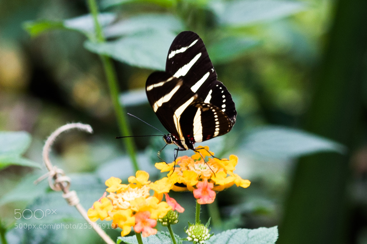 Canon EOS 7D Mark II sample photo. Imgl photography