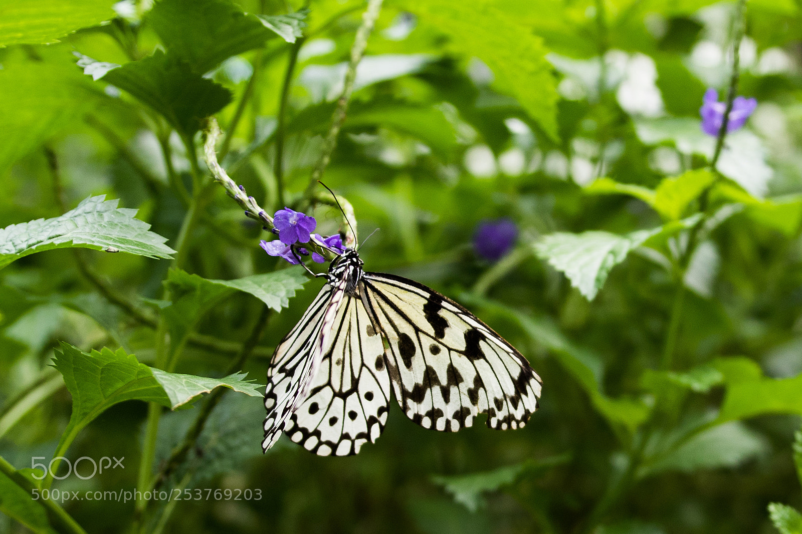 Canon EOS 7D Mark II sample photo. Imgl photography