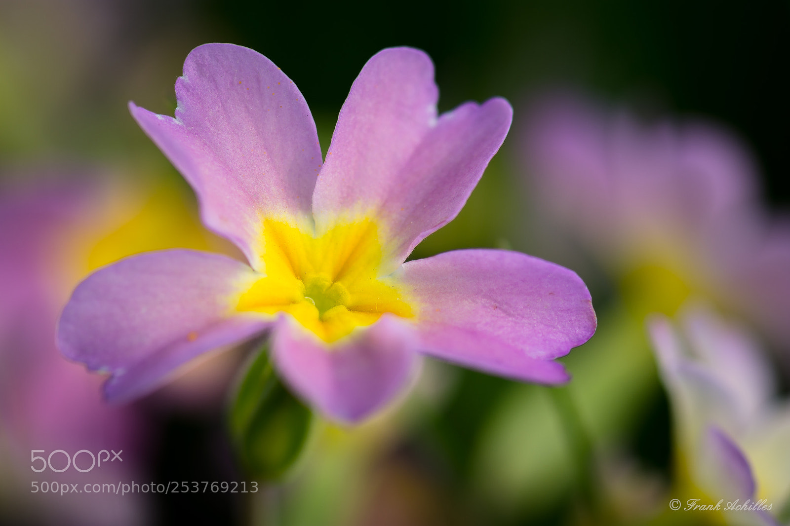 Nikon D7200 sample photo. Cowslip pink yellow photography