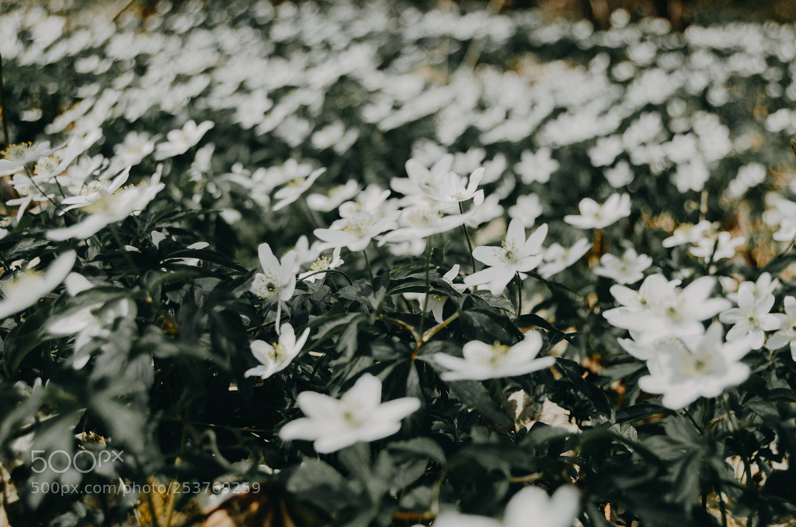 Nikon D5100 sample photo. Spring flowers photography