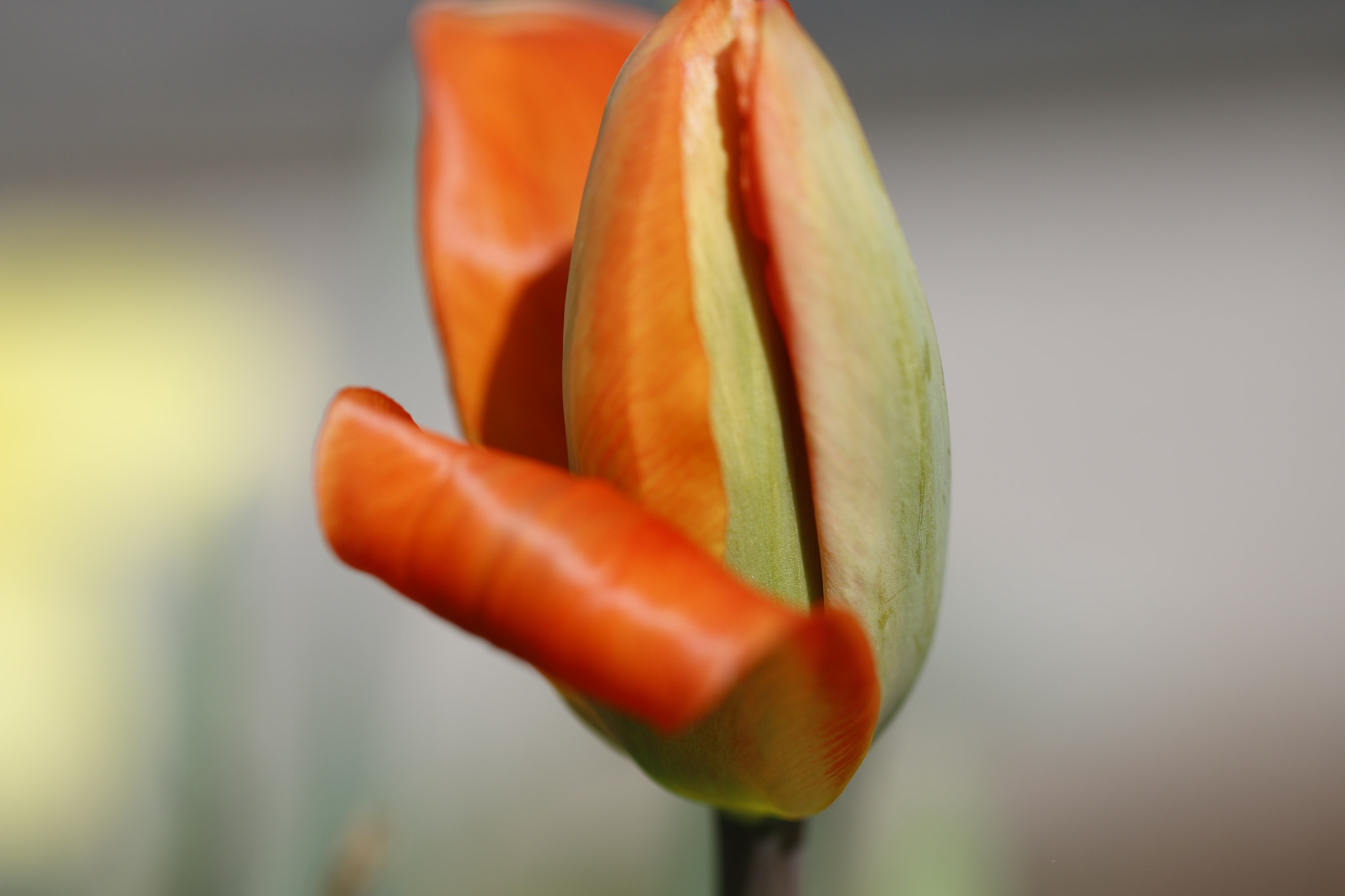 Canon EOS 70D + Canon EF 100mm F2.8L Macro IS USM sample photo. Tulpe photography