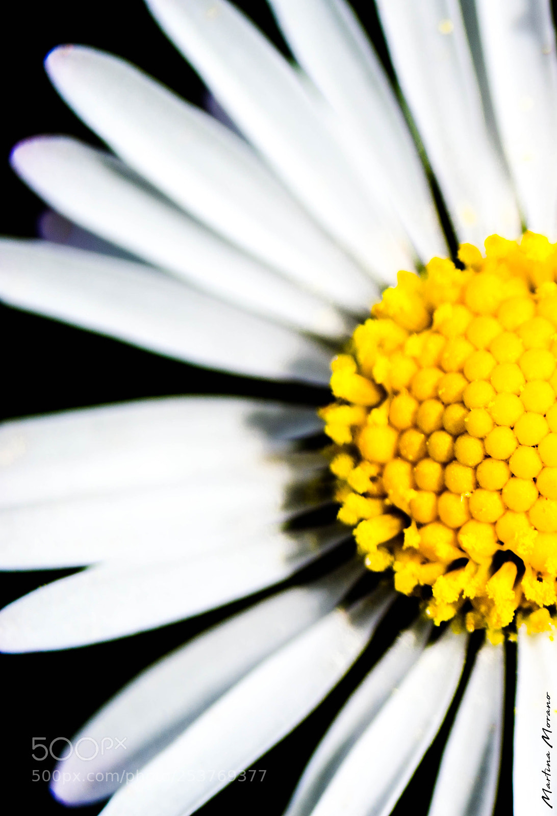 Nikon D3200 sample photo. Leucanthemum vulgare photography