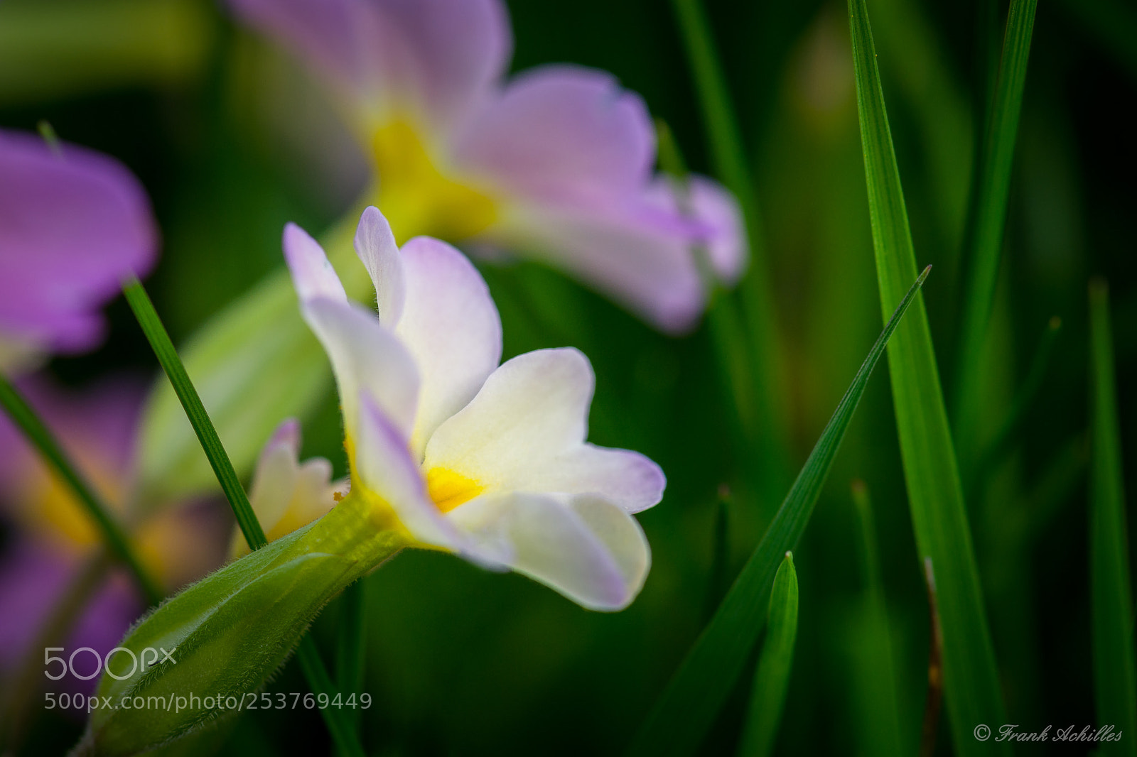 Nikon D7200 sample photo. Cowslip white yellow photography