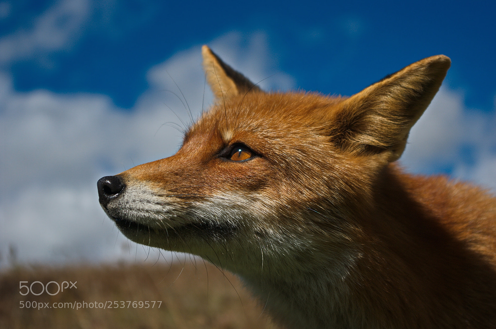 Pentax K20D sample photo. Red fox 7 photography