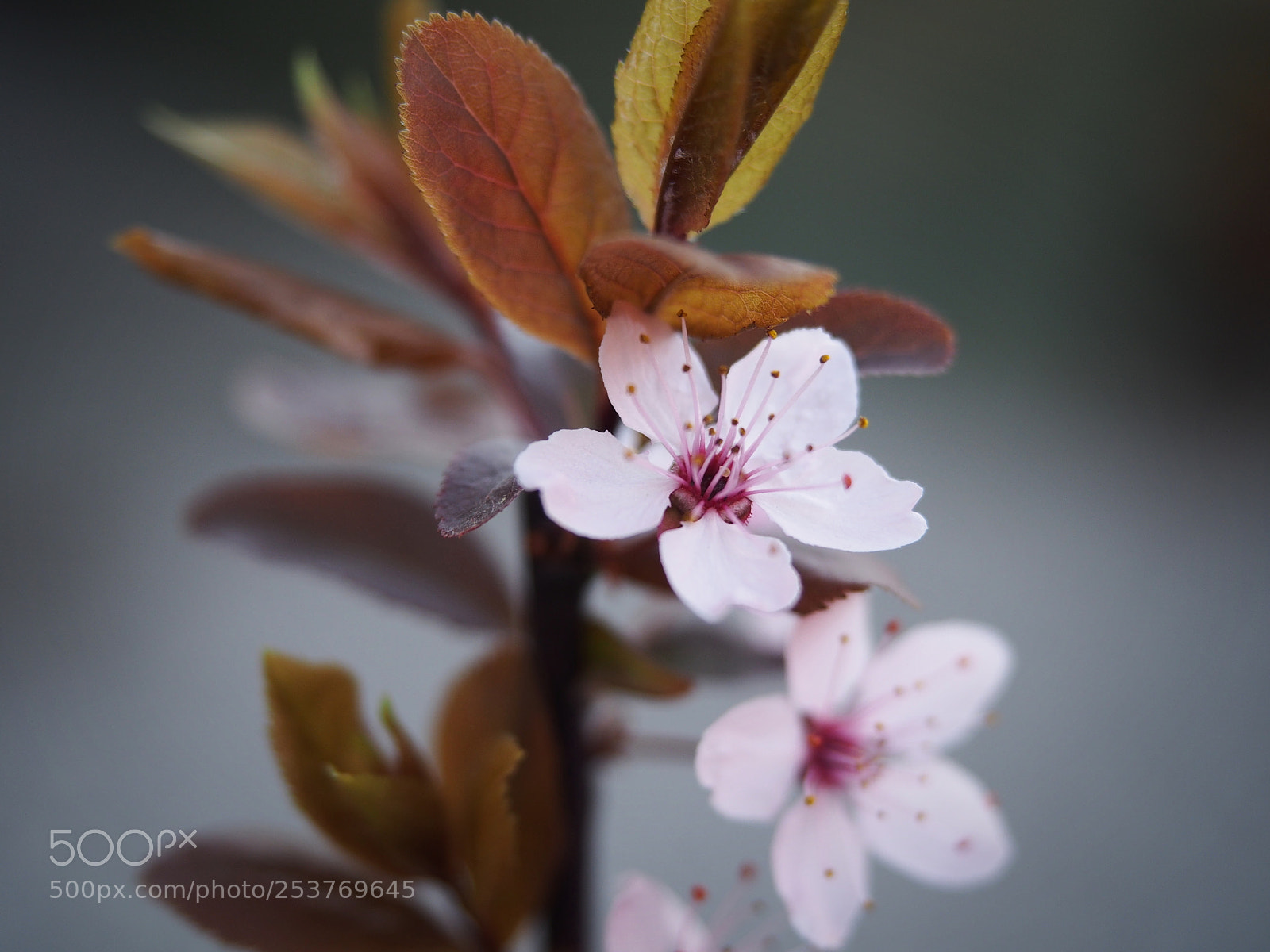 Olympus PEN E-PL5 sample photo. Purple-leaf plum photography