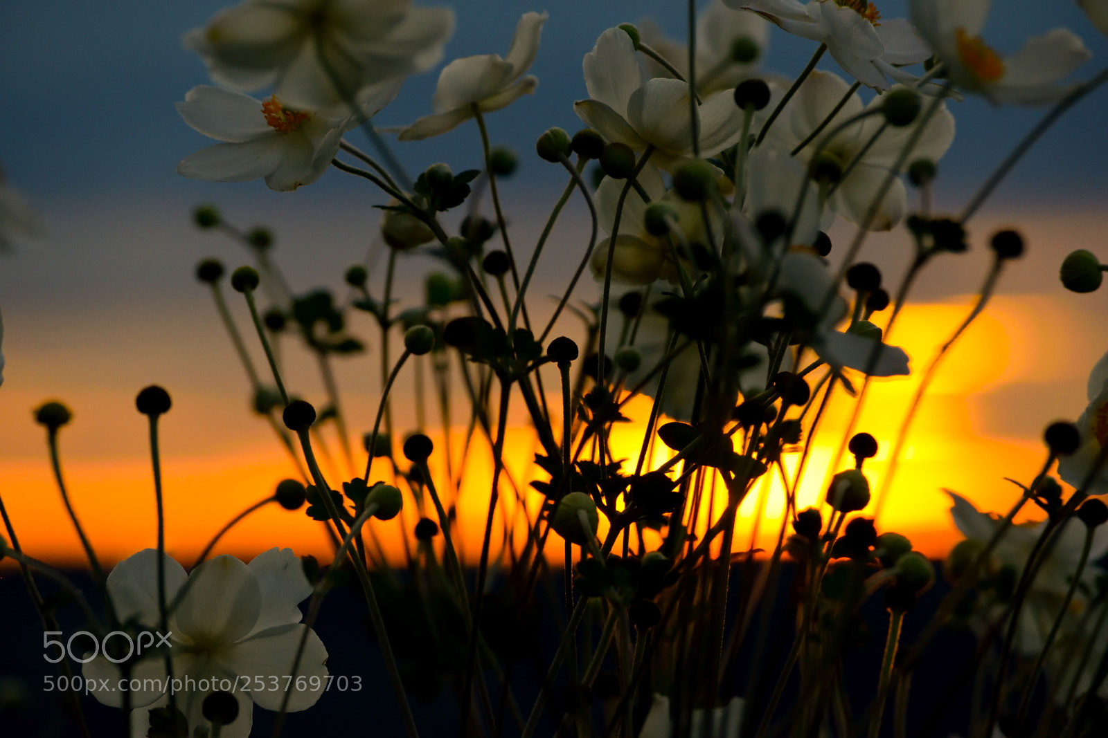 Nikon D3300 sample photo. Silhouette flowers photography