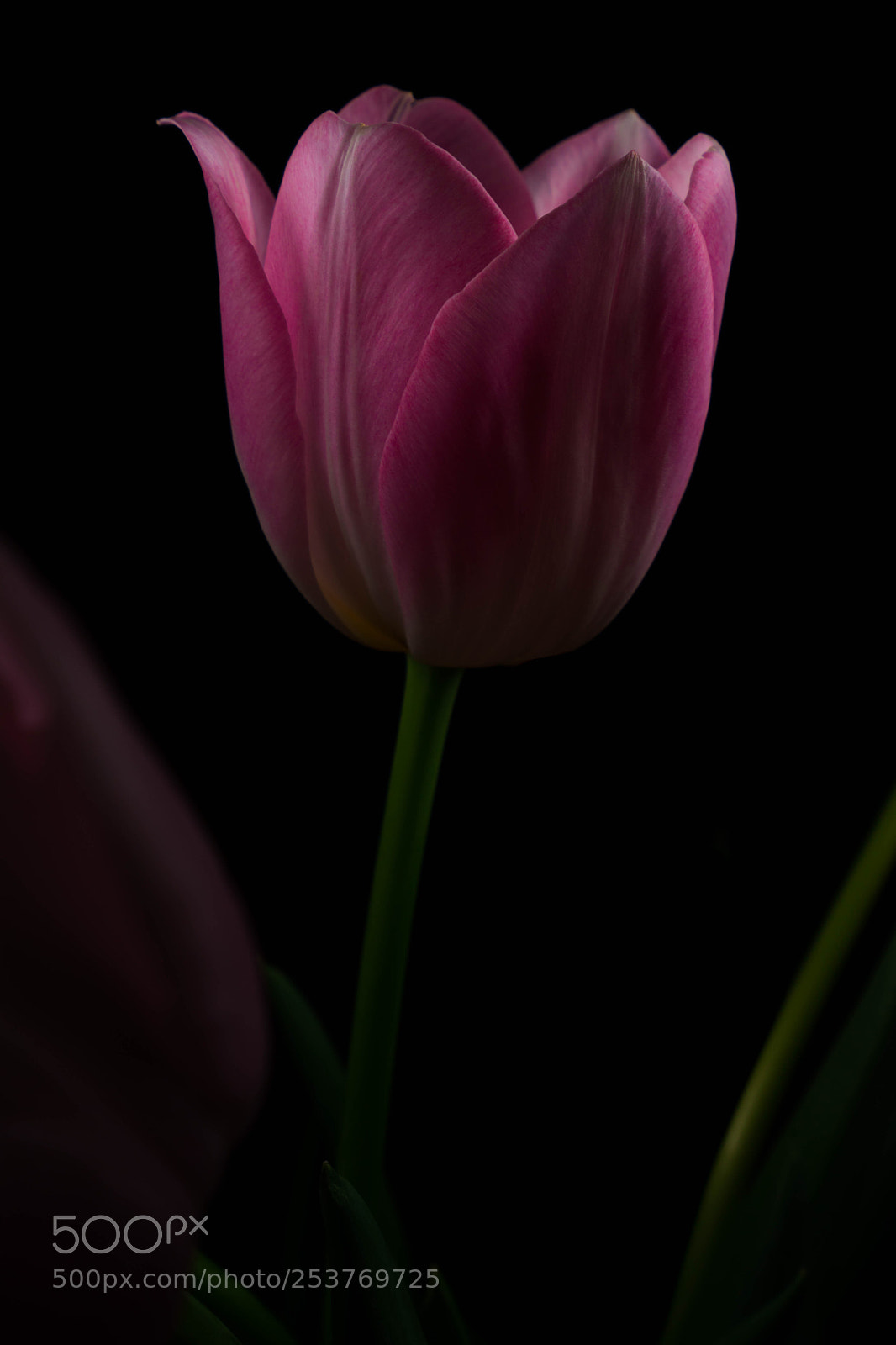 Sony a6300 sample photo. Pink photography