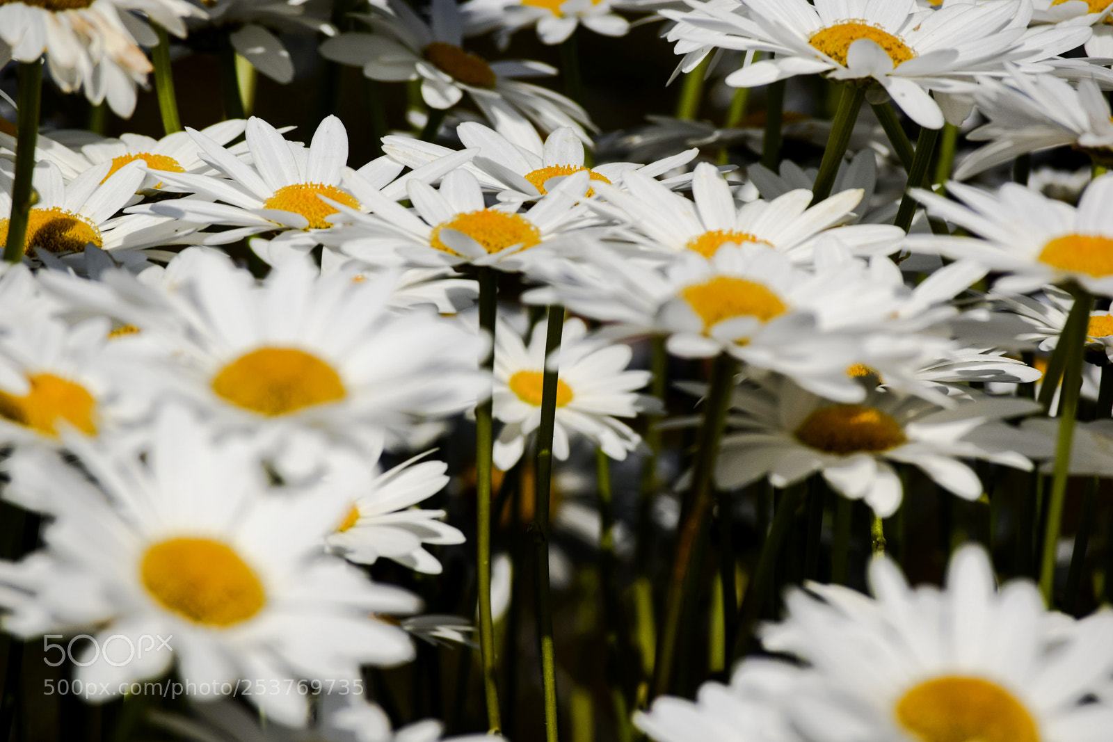 Nikon D3300 sample photo. Daises photography