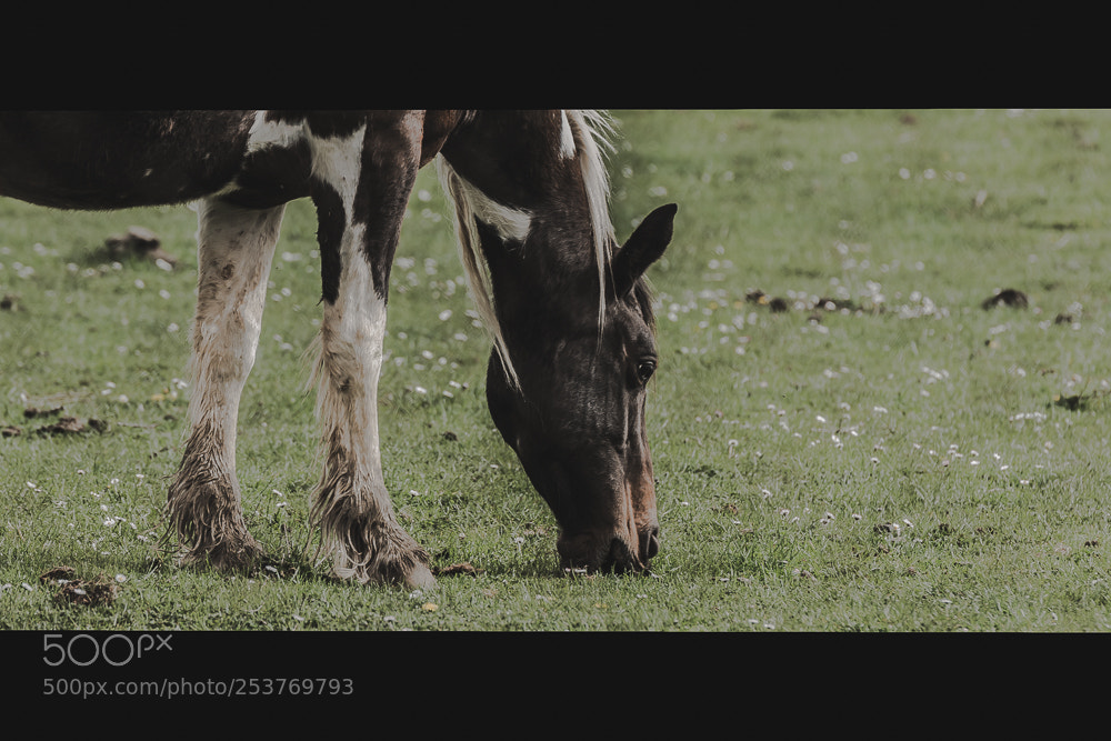 Canon EOS 70D sample photo. Horse 2 photography