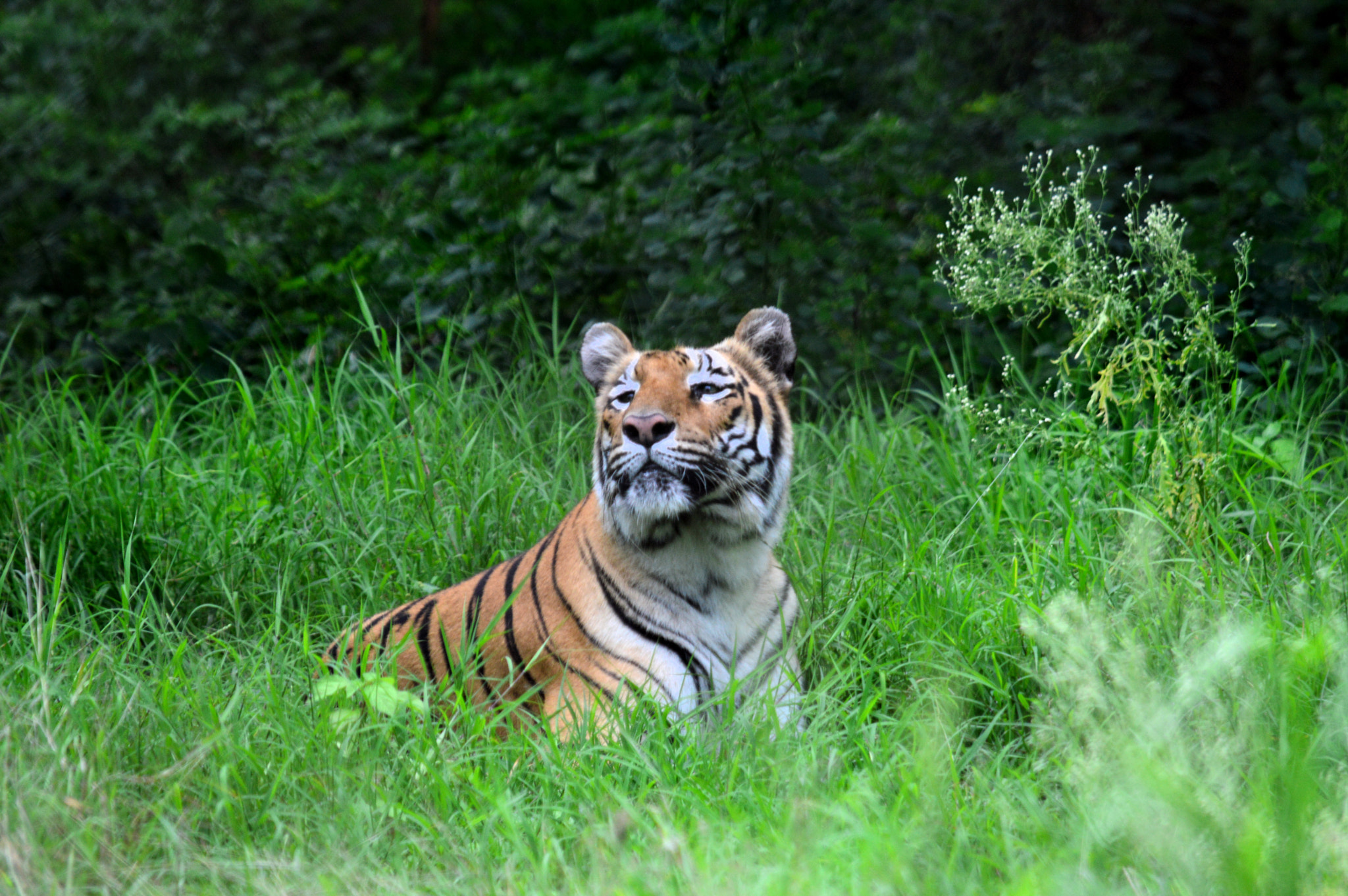Nikon D3200 sample photo. Orange city tiger photography