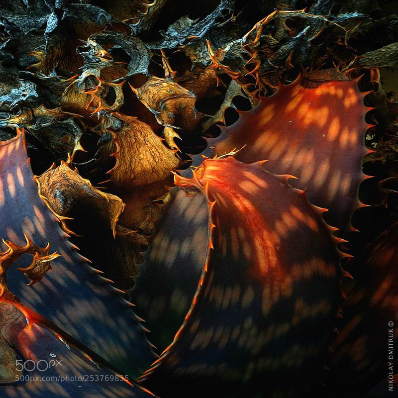 Sony a6000 sample photo. The science of dragons photography