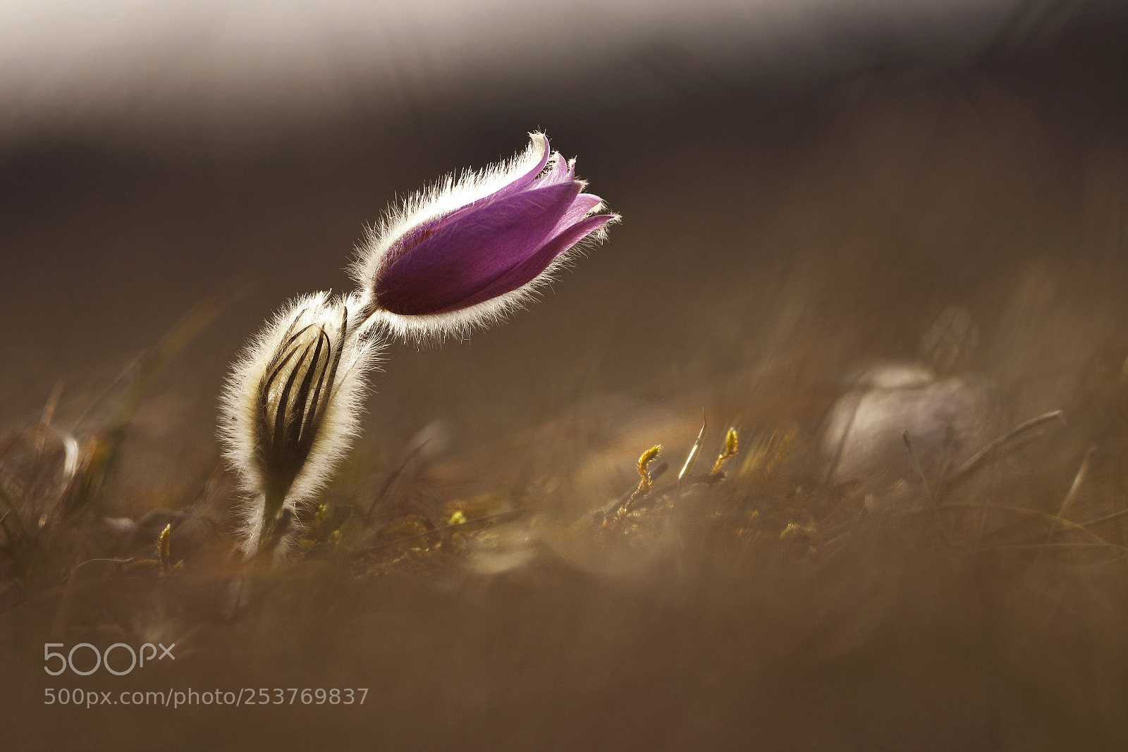 Nikon D500 sample photo. Pasque flower photography
