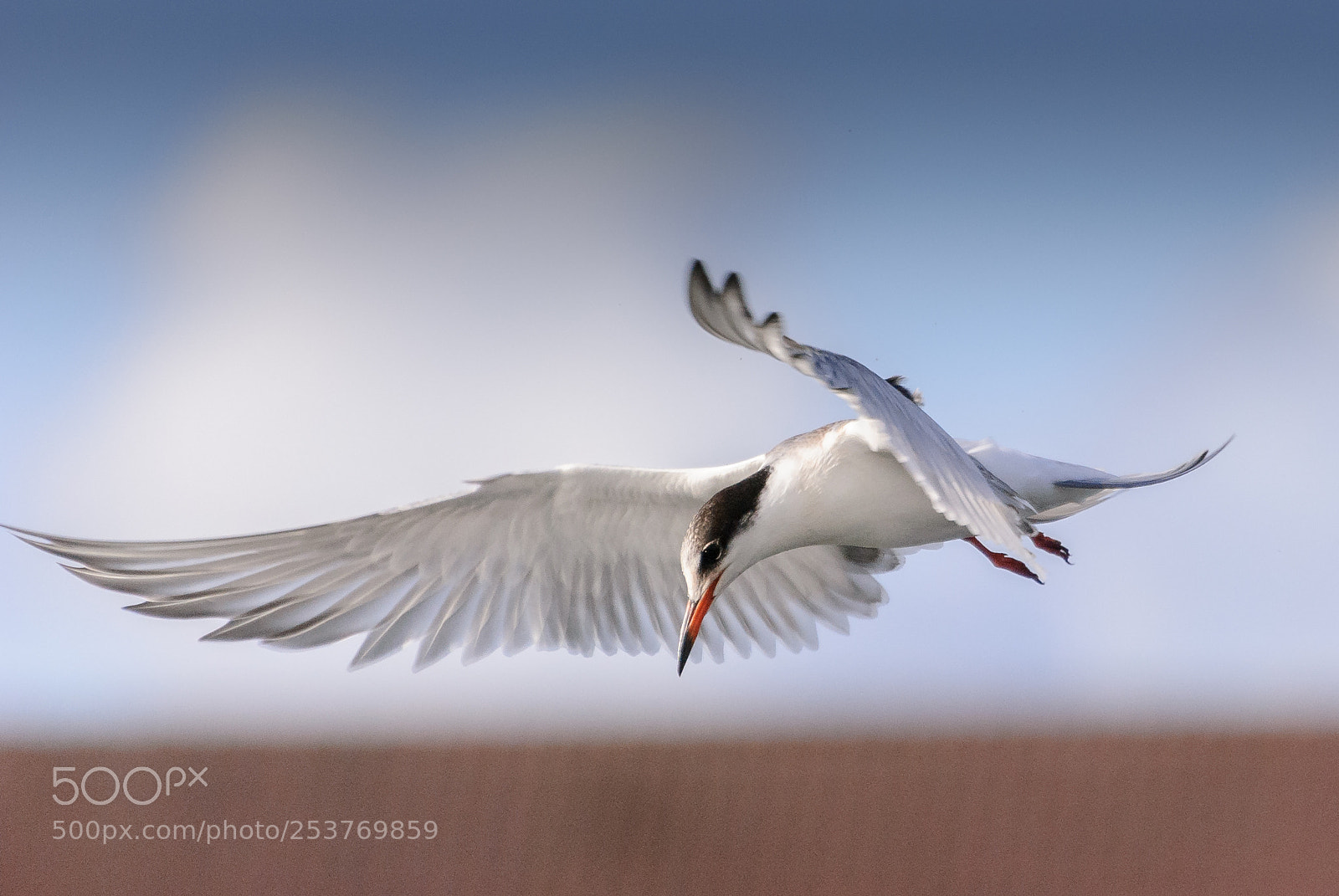 Nikon D60 sample photo. Arctic tern photography