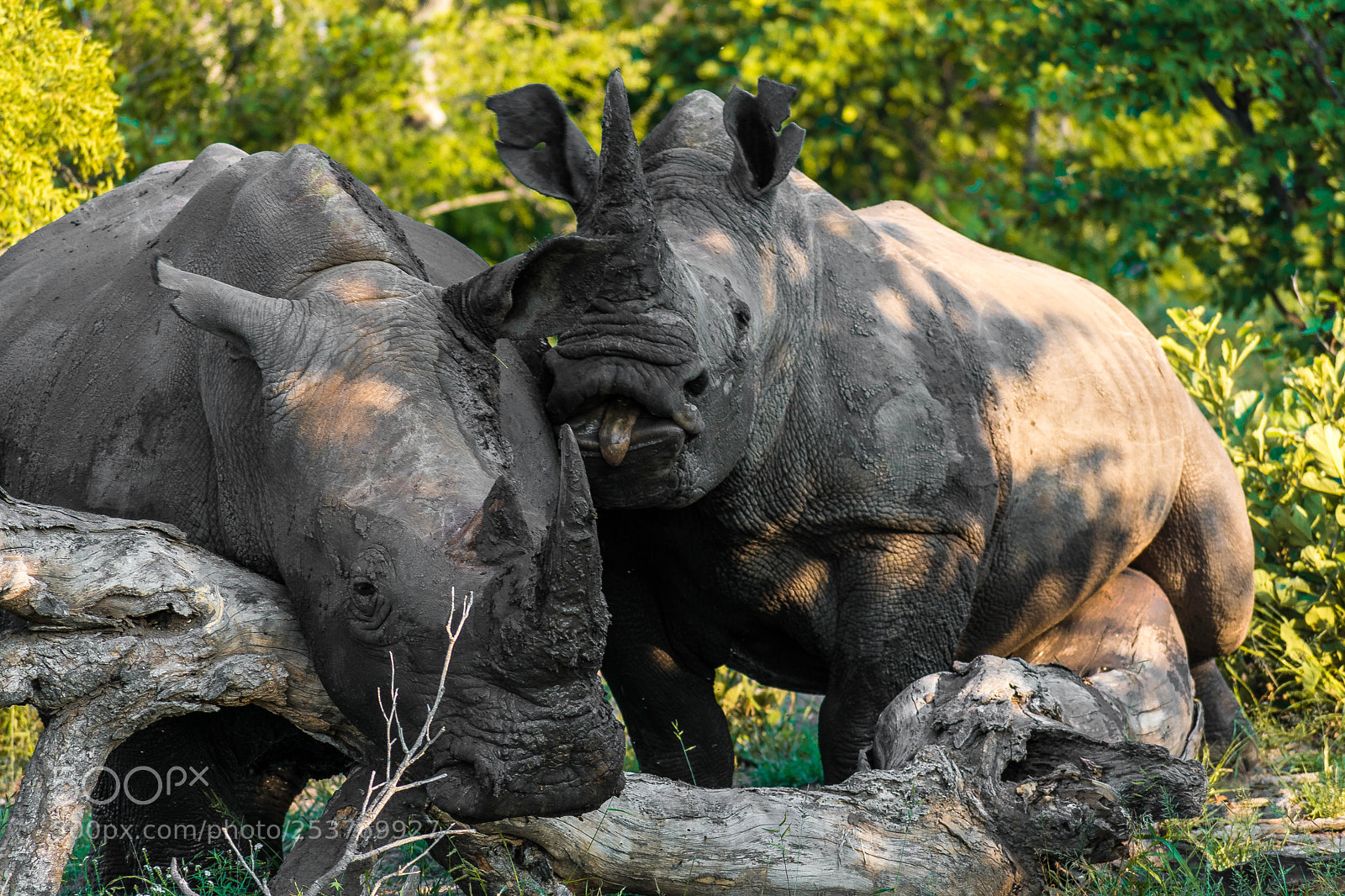 Nikon D3400 sample photo. Rhinos photography