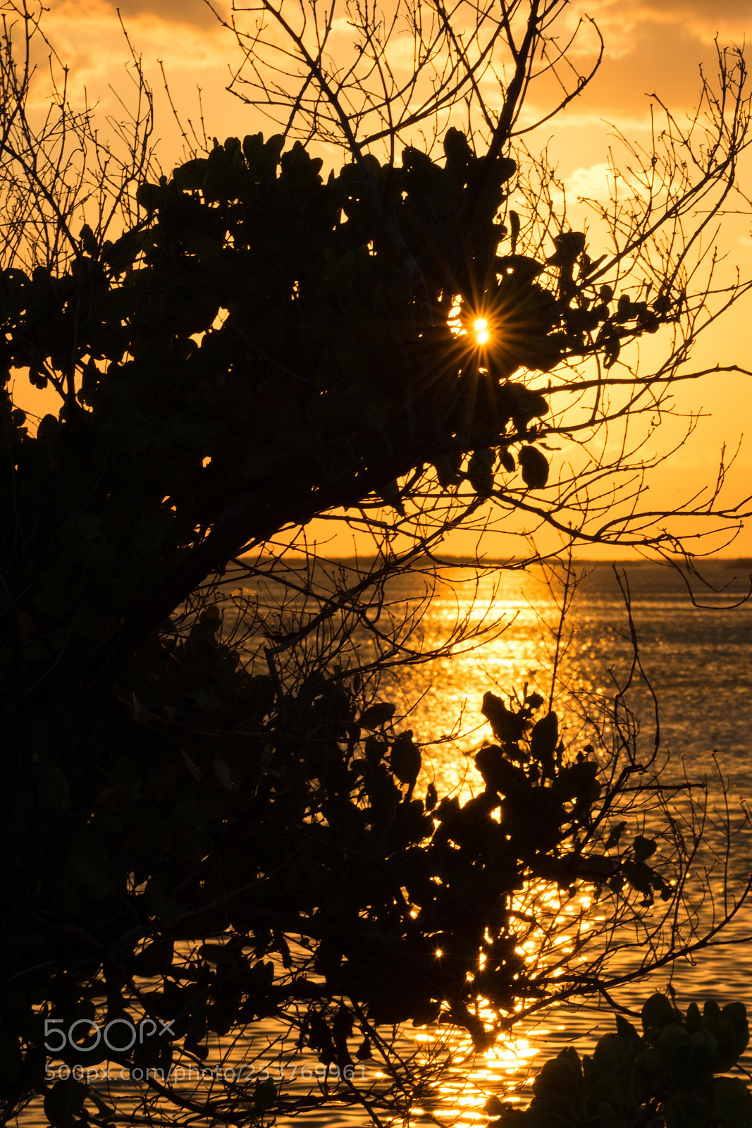 Nikon D7200 sample photo. Gold photography