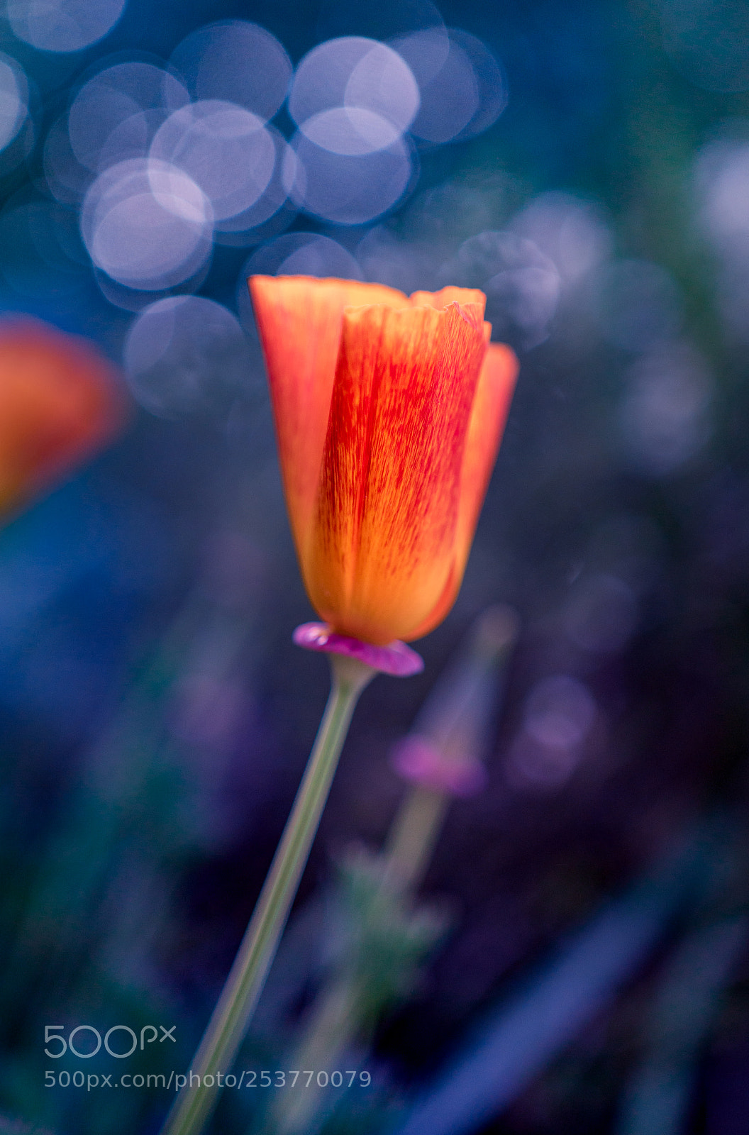 Sony a6300 sample photo. Poppy photography