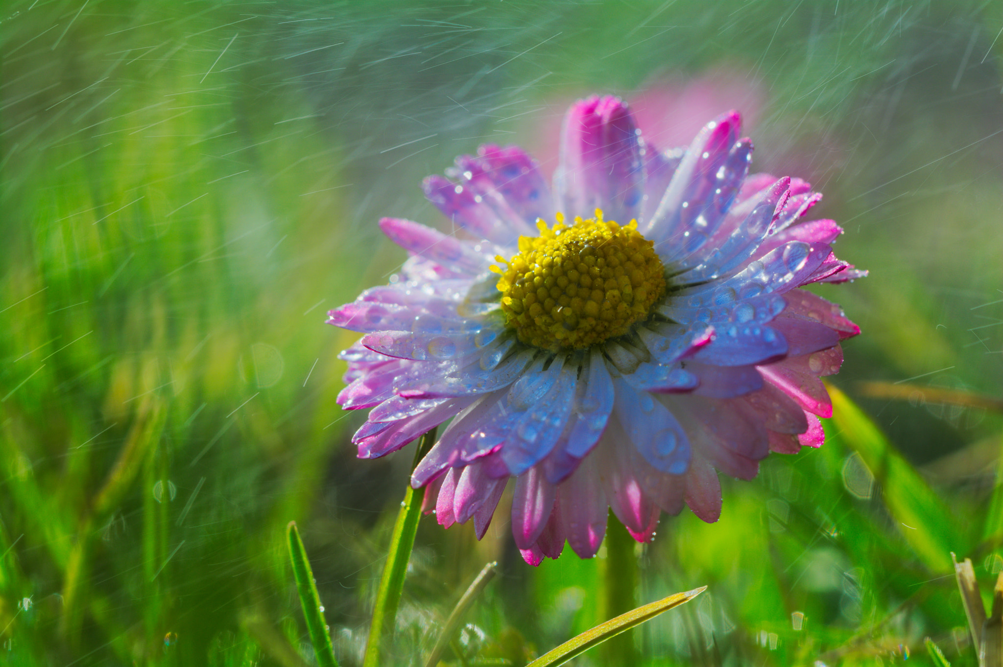 Nikon D5200 sample photo. Daisy photography