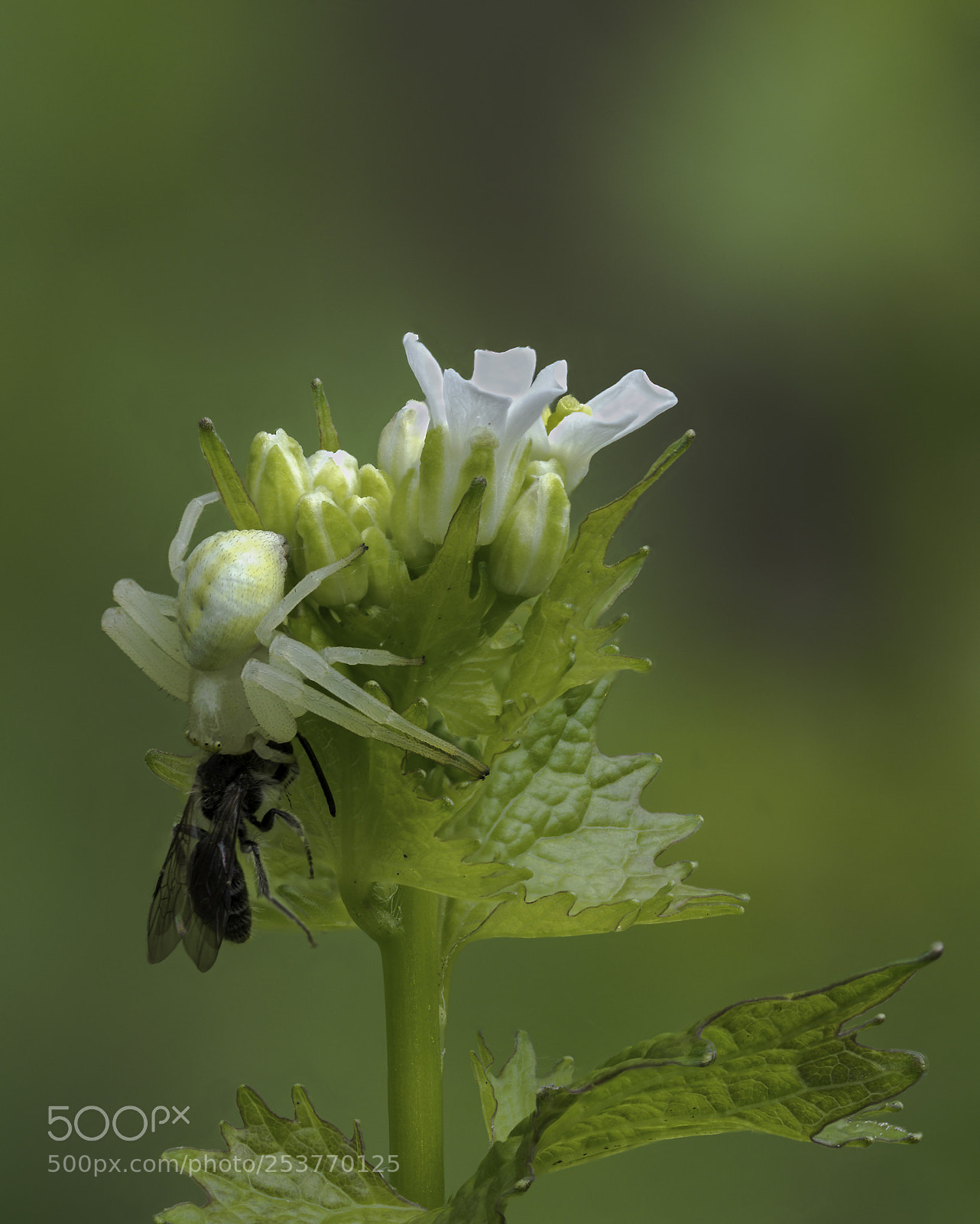 Olympus OM-D E-M1 Mark II sample photo. White spider photography
