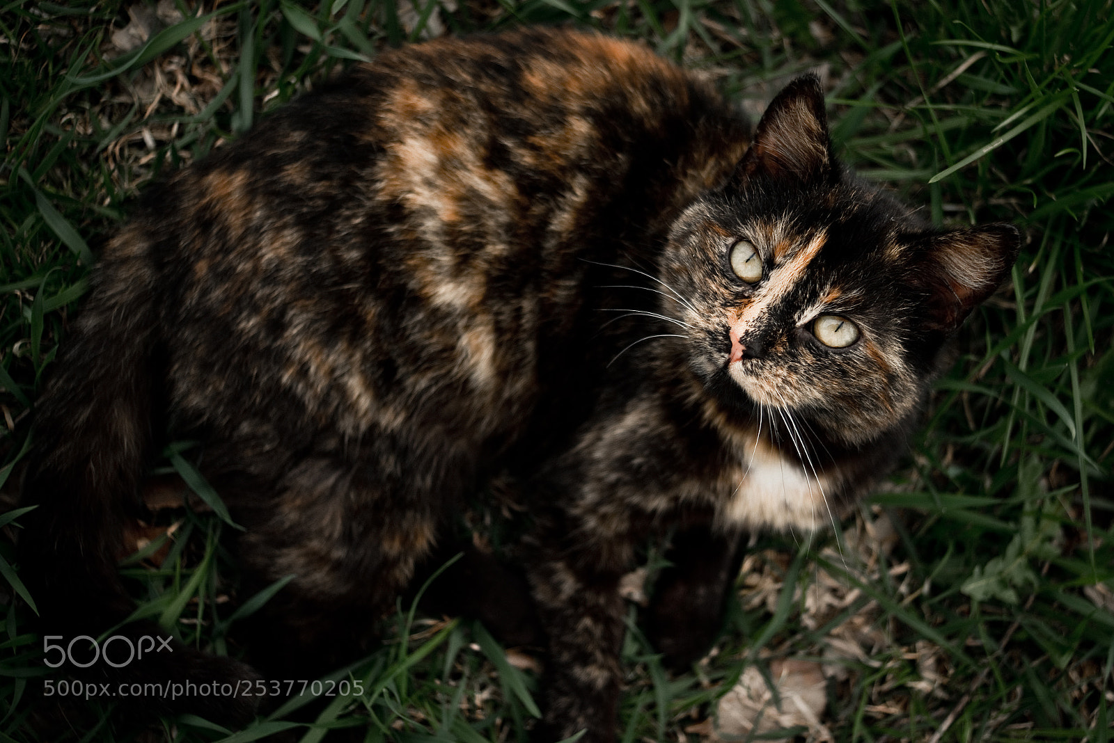 Sony a7R sample photo. Zbik photography