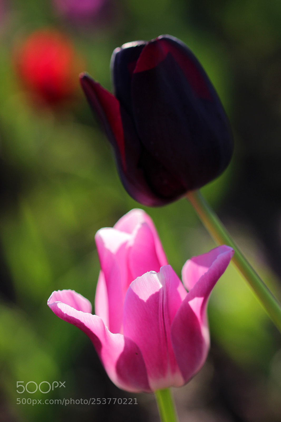 Canon EOS 600D (Rebel EOS T3i / EOS Kiss X5) sample photo. Tulİps photography