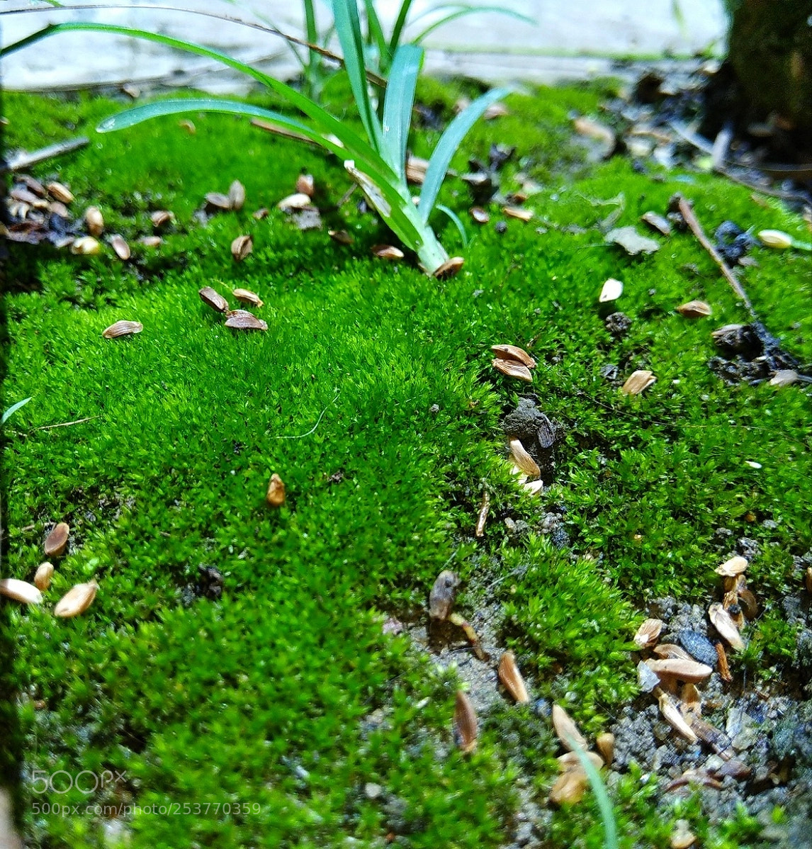 Xiaomi Redmi Note 4 sample photo. Oldest life on earth.. photography