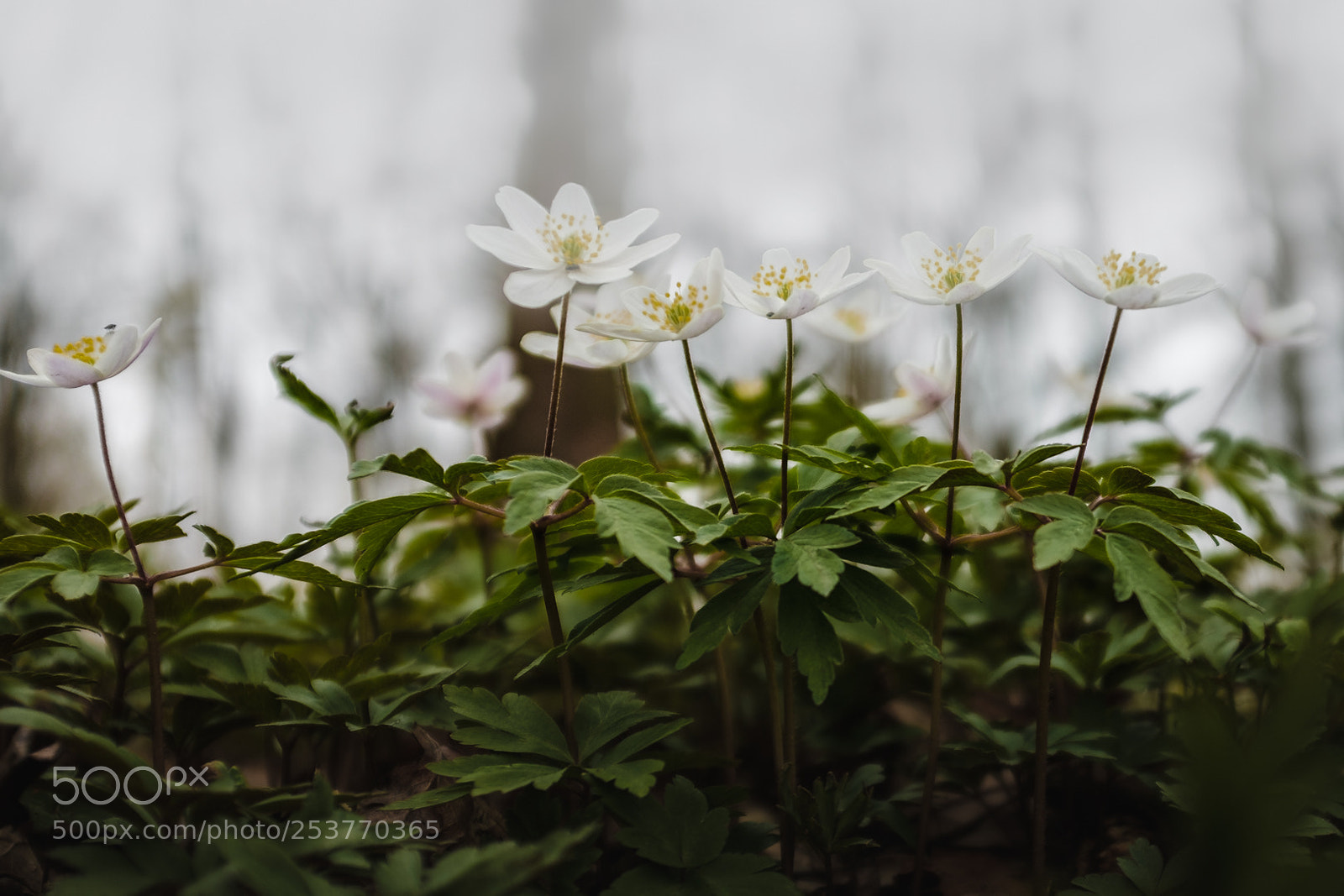 Fujifilm X100F sample photo. Bosanemoon (anemone nemorosa) photography