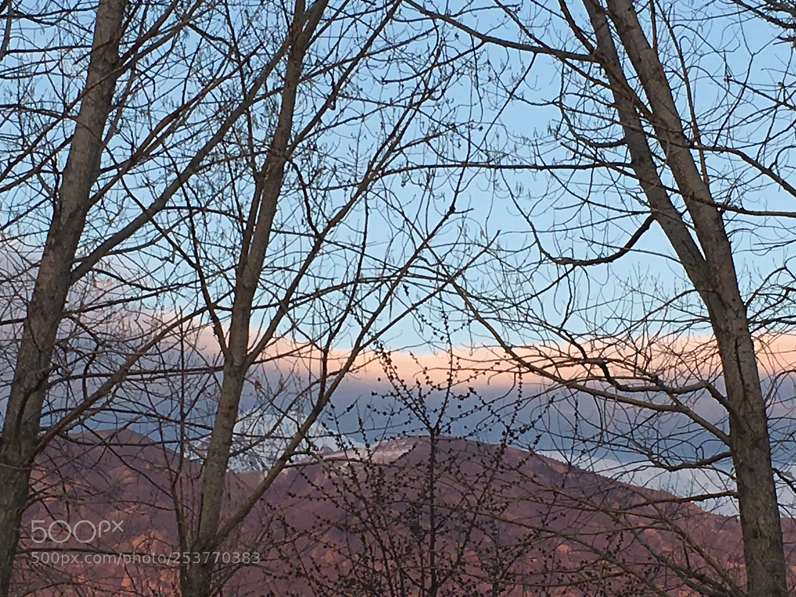 Apple iPhone 6s sample photo. Trees photography