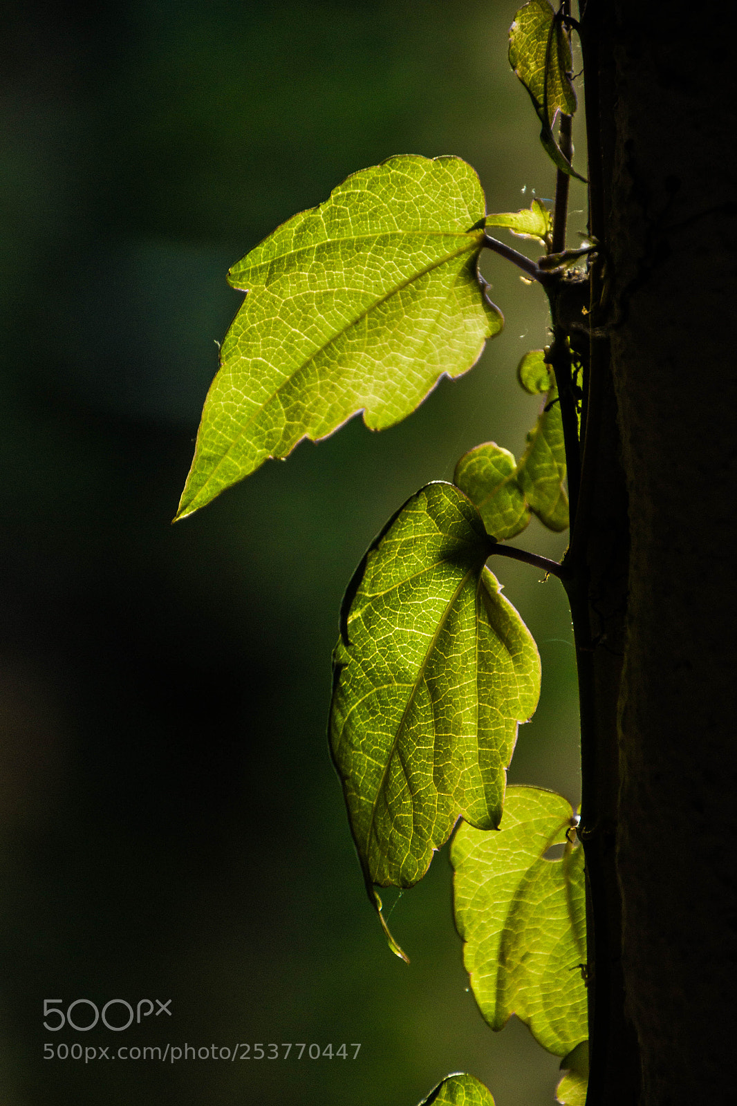 Nikon D3100 sample photo. Leaf in the sunlight photography