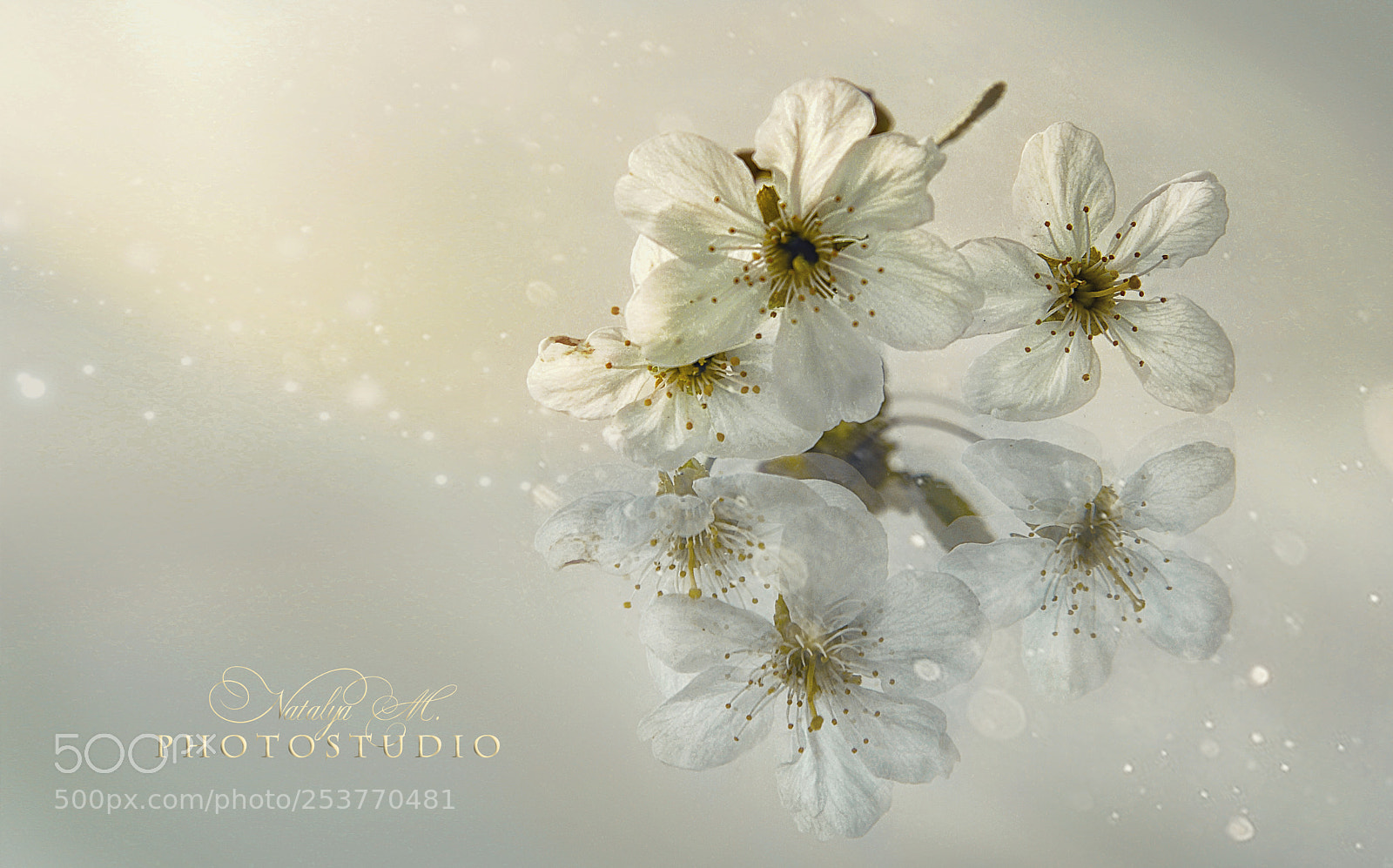 Nikon D610 sample photo. It is spring! photography