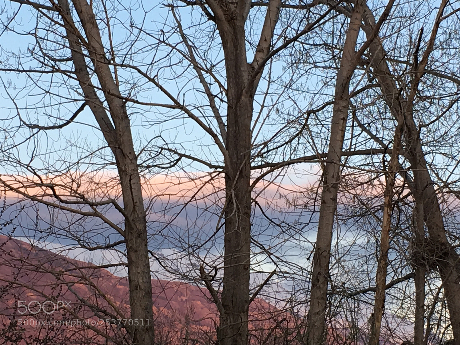 Apple iPhone 6s sample photo. Trees photography