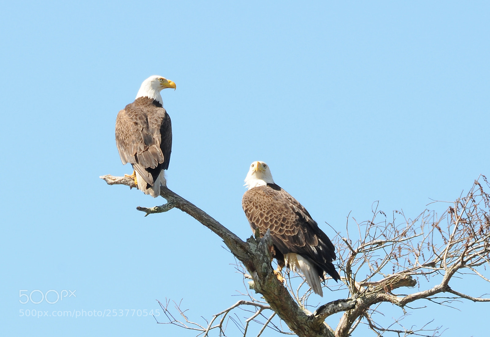 Nikon D300 sample photo. Bald eagles photography