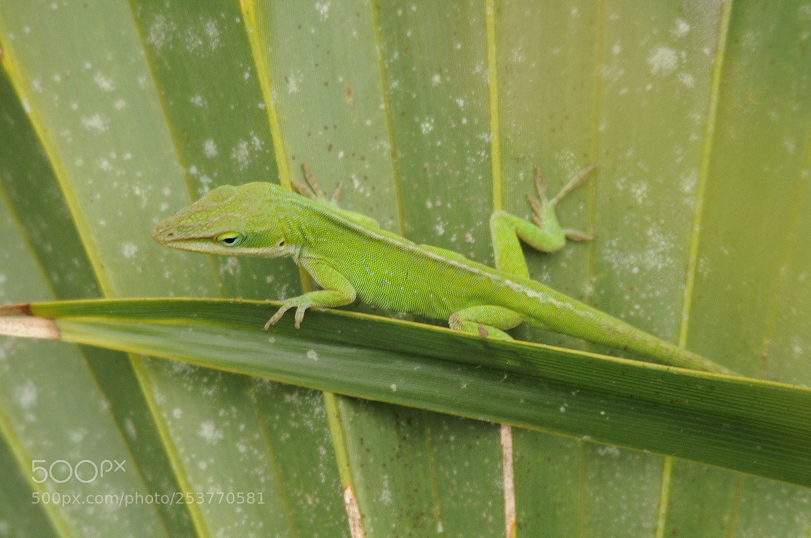 Nikon D300 sample photo. Green lizard photography