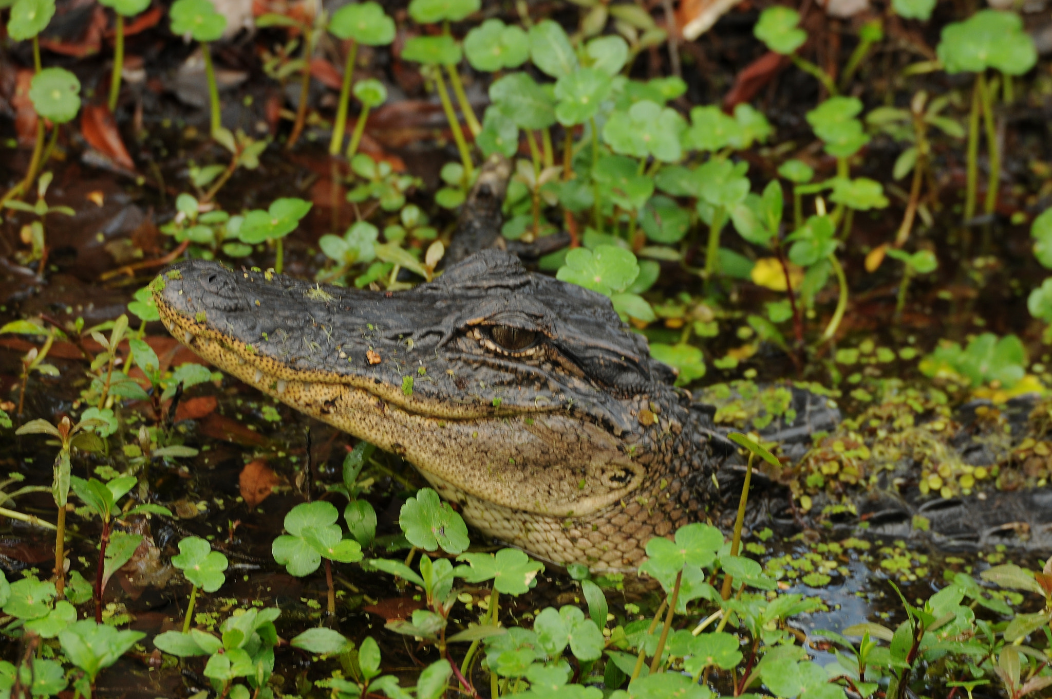 Sigma 50-500mm F4.5-6.3 DG OS HSM sample photo. Alagator photography