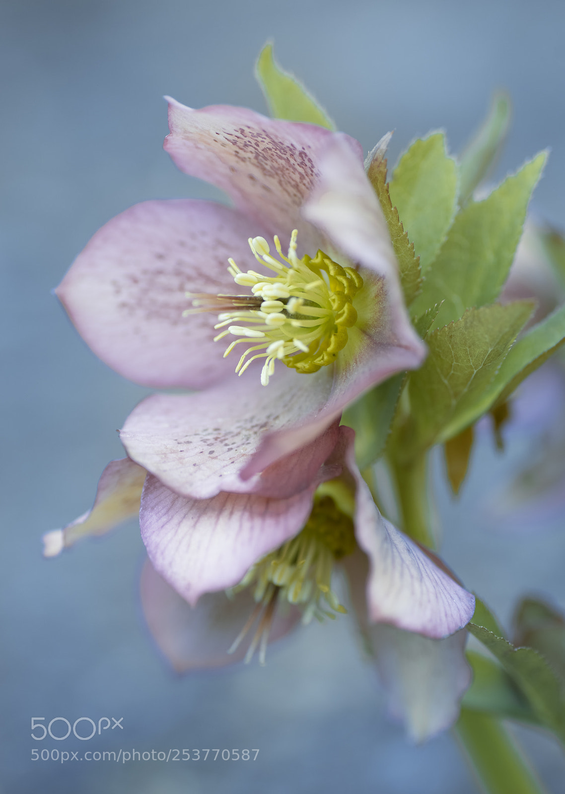 Nikon D810 sample photo. Hellebore photography