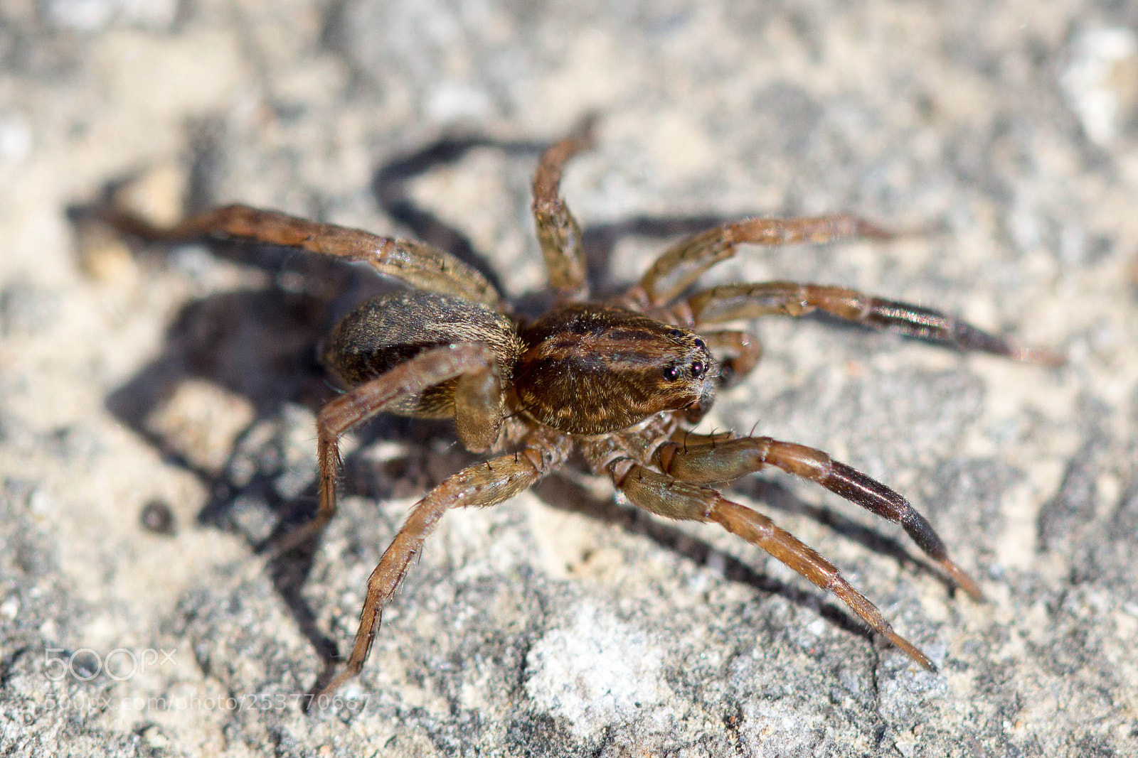 Canon EOS 60D sample photo. Spider photography