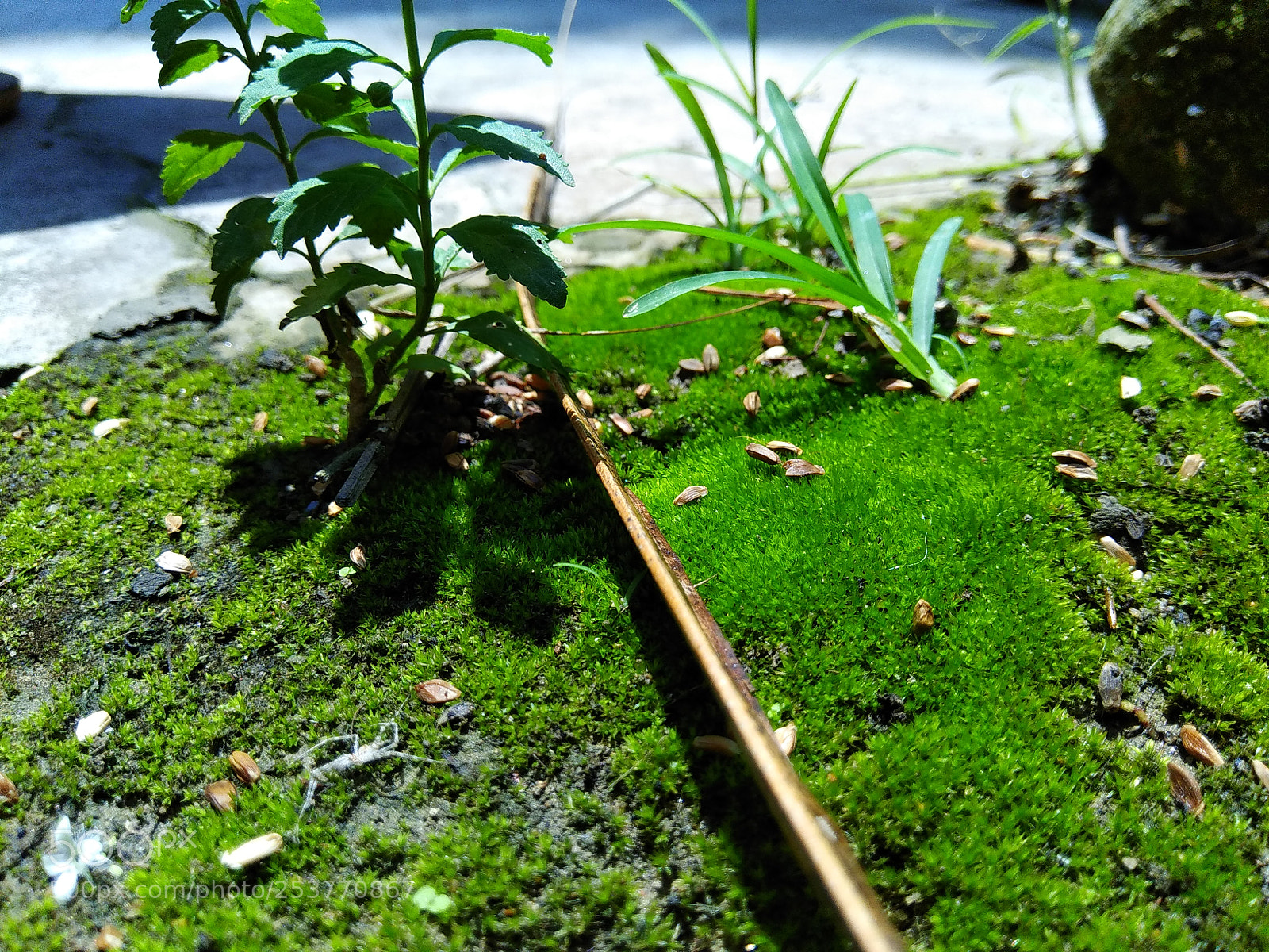 Xiaomi Redmi Note 4 sample photo. It's their little world.. photography