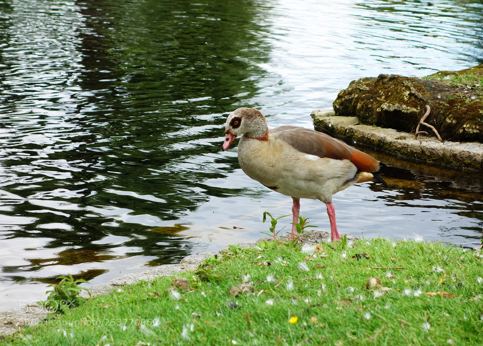 Sony Cyber-shot DSC-RX100 sample photo. The regent's park, london photography